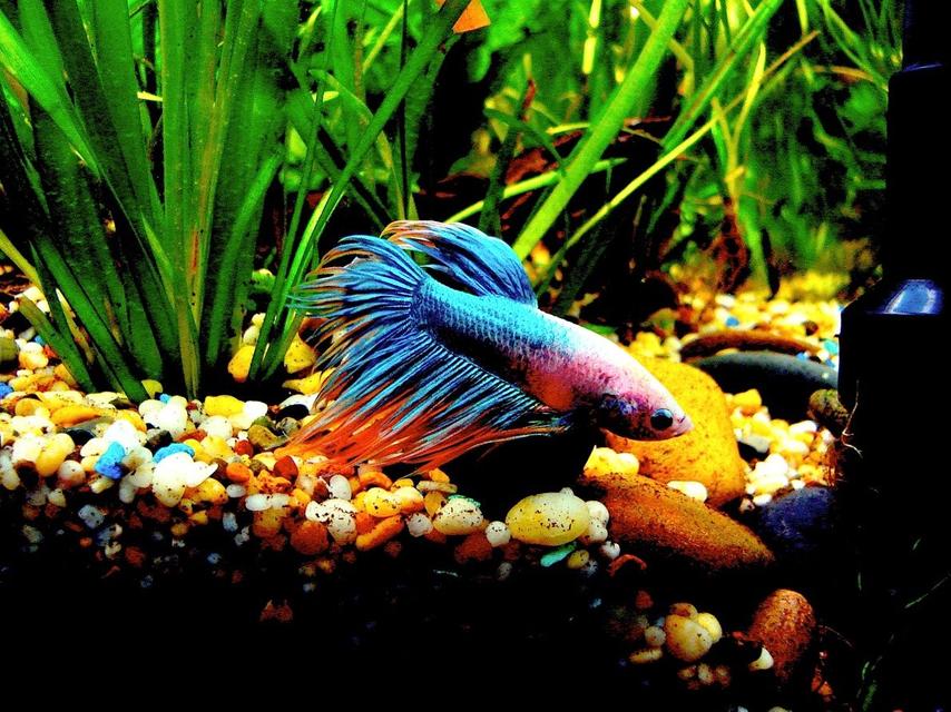 Rated #25: Freshwater Fish - Betta Splendens - Crown Tail Betta Stocking In 56 Gallons Tank - Betta Splenden
Sad Fighter Rated #25: Freshwater Fish - Betta Splendens - Crown Tail Betta Stocking In 56 Gallons Tank - Betta Splenden
Sad Fighter