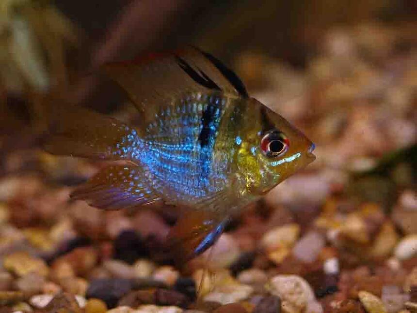 Rated #50: Freshwater Fish - Papiliochromis Ramirezi - German Blue Ram Stocking In 55 Gallons Tank - My little ram Rated #50: Freshwater Fish - Papiliochromis Ramirezi - German Blue Ram Stocking In 55 Gallons Tank - My little ram