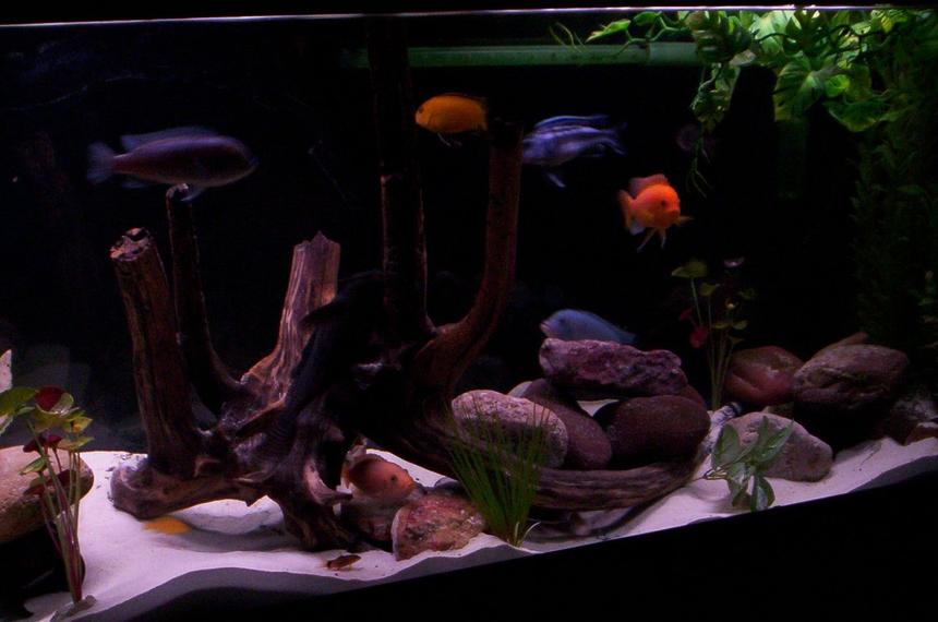 Rated #91: Freshwater Fish - Pseudotropheus Estherae - Red Zebra Cichlid Stocking In 55 Gallons Tank - 55 gallon mbuna tank Rated #91: Freshwater Fish - Pseudotropheus Estherae - Red Zebra Cichlid Stocking In 55 Gallons Tank - 55 gallon mbuna tank