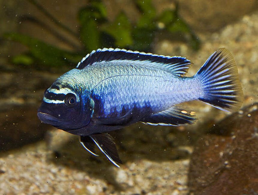 Rated #34: Freshwater Fish - Metriaclima Sp. Stocking In 160 Gallons Tank - Membe Deep Rated #34: Freshwater Fish - Metriaclima Sp. Stocking In 160 Gallons Tank - Membe Deep