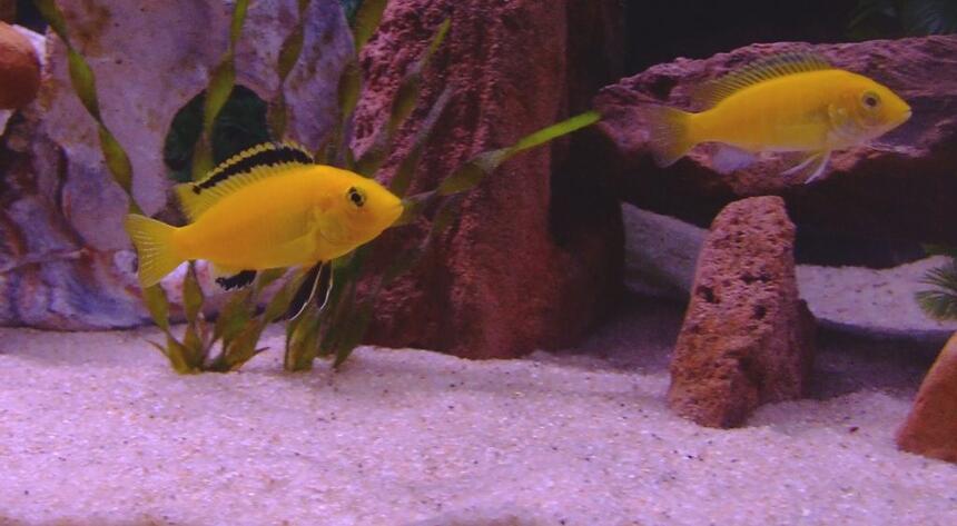 Rated #84: Freshwater Fish - Labidochromis Caeruleus - Electric Yellow Cichlid Stocking In 55 Gallons Tank - Male and Female Electric Yellow Labs Rated #84: Freshwater Fish - Labidochromis Caeruleus - Electric Yellow Cichlid Stocking In 55 Gallons Tank - Male and Female Electric Yellow Labs