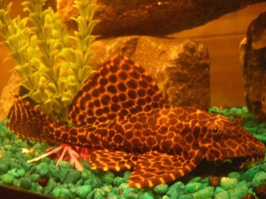 Rated #63: Freshwater Fish - Glyptoperichthys Gibbiceps - Sailfin Pleco (l-83) Stocking In 55 Gallons Tank - This is Marvin my Sailfin Pleco. This is an old picture of him. His top fin stands much higher now but he shows his most beautiful colours when eating and he only eats at night and some times he gets stubborn.
He is an amazing gentle fish.
I am pretty sure he is a Sailfin. When I got him he was listed under common but when the pet workers gave him to me they said he was under the wrong listings and is acutely worth more then I payed.
So if anybody has a better idea of what he is, let me know! Rated #63: Freshwater Fish - Glyptoperichthys Gibbiceps - Sailfin Pleco (l-83) Stocking In 55 Gallons Tank - This is Marvin my Sailfin Pleco. This is an old picture of him. His top fin stands much higher now but he shows his most beautiful colours when eating and he only eats at night and some times he gets stubborn.
He is an amazing gentle fish.
I am pretty sure he is a Sailfin. When I got him he was listed under common but when the pet workers gave him to me they said he was under the wrong listings and is acutely worth more then I payed.
So if anybody has a better idea of what he is, let me know!