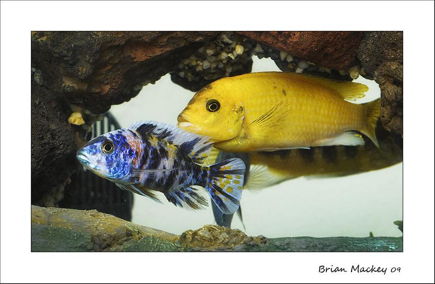 Rated #22: Freshwater Fish - Aulonocara Nyassae Var. - Peacock Cichlid, Orange Blossom Stocking In 72 Gallons Tank - Cichlids Rated #22: Freshwater Fish - Aulonocara Nyassae Var. - Peacock Cichlid, Orange Blossom Stocking In 72 Gallons Tank - Cichlids