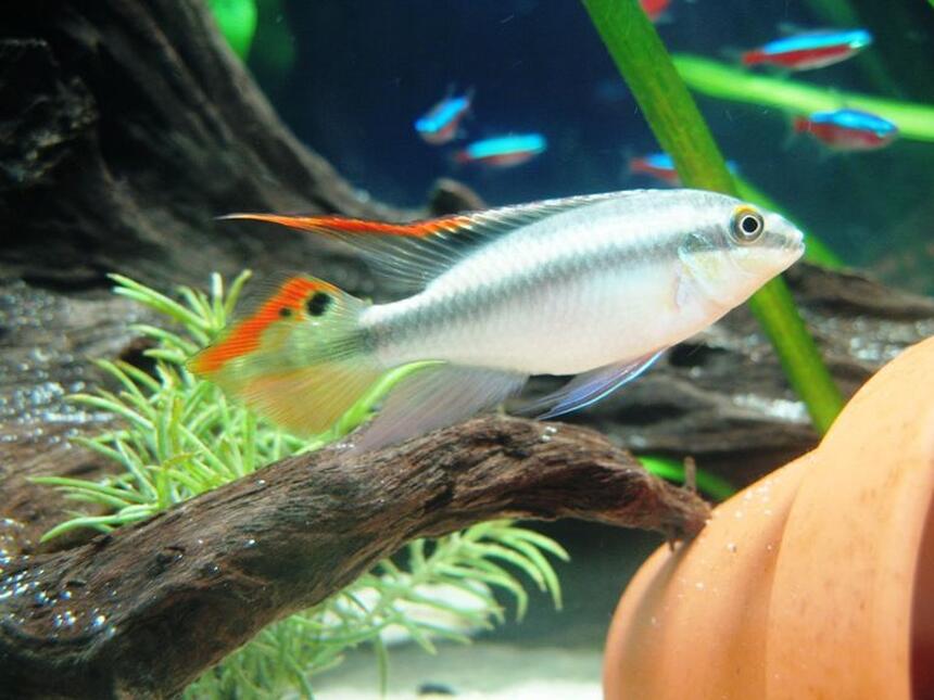 Rated #15: Freshwater Fish - Pelvicachromis Pulcher - Kribensis Cichlid Stocking In 17 Gallons Tank - Male Pelvicachromis pulcher...my cute lil Rated #15: Freshwater Fish - Pelvicachromis Pulcher - Kribensis Cichlid Stocking In 17 Gallons Tank - Male Pelvicachromis pulcher...my cute lil' guy!