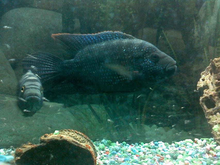 Rated #67: Freshwater Fish - Nandopsis Octofasciatum - Jack Dempsey Stocking In 75 Gallons Tank - King and Queen with Babies. (Jack Dempsys) Rated #67: Freshwater Fish - Nandopsis Octofasciatum - Jack Dempsey Stocking In 75 Gallons Tank - King and Queen with Babies. (Jack Dempsys)
