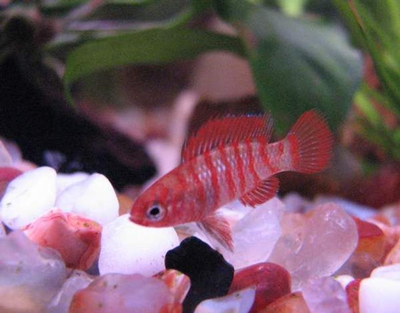 Rated #36: Freshwater Fish - Badis Badis - Badis Fish Stocking In 12 Gallons Tank - Badis badis Rated #36: Freshwater Fish - Badis Badis - Badis Fish Stocking In 12 Gallons Tank - Badis badis