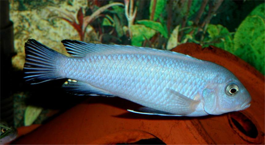 Rated #31: Freshwater Fish - Pseudotropheus Socolofi - Powder Blue Cichlid Stocking In 33 Gallons Tank - Some kind of pseudotropheus zebra mbuna, possibly a "mutt" !! Rated #31: Freshwater Fish - Pseudotropheus Socolofi - Powder Blue Cichlid Stocking In 33 Gallons Tank - Some kind of pseudotropheus zebra mbuna, possibly a "mutt" !!