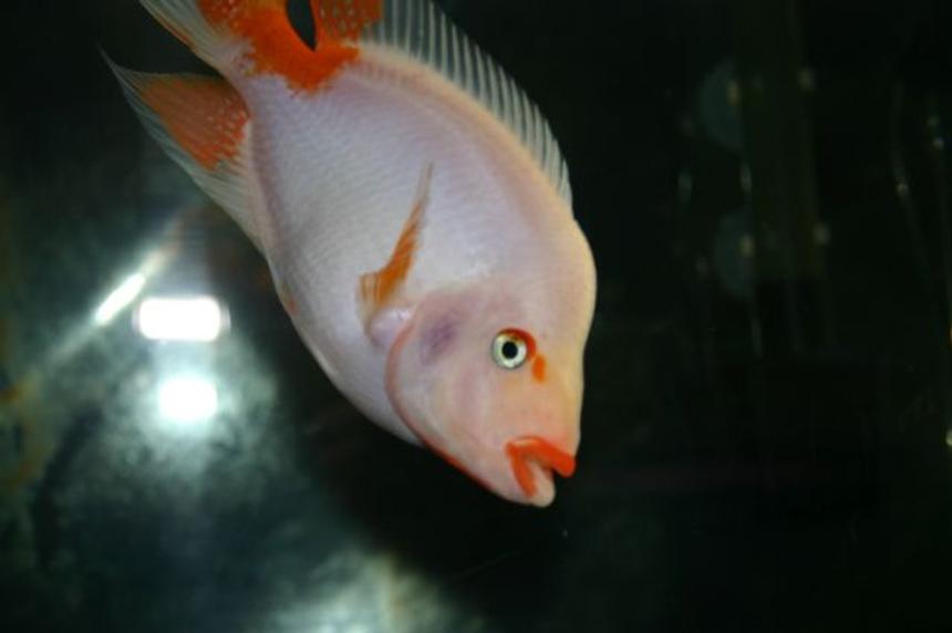 Rated #50: Freshwater Fish - Amphilophus Labiatus - Red Devil Stocking In 80 Gallons Tank - Here is my Midas....HIS name is Lips. Hope you like! Rated #50: Freshwater Fish - Amphilophus Labiatus - Red Devil Stocking In 80 Gallons Tank - Here is my Midas....HIS name is Lips. Hope you like!