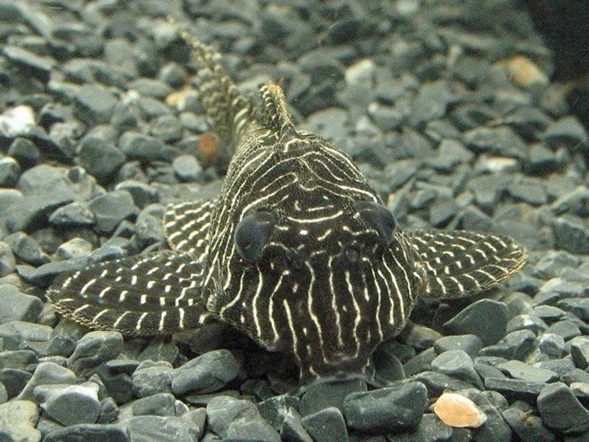 Rated #12: Freshwater Fish - Hypancistrus Sp. - Queen Arabesque Pleco Stocking In 10 Gallons Tank - Queen Arabesque pleco. Rated #12: Freshwater Fish - Hypancistrus Sp. - Queen Arabesque Pleco Stocking In 10 Gallons Tank - Queen Arabesque pleco.