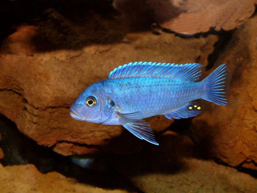 Rated #26: Freshwater Fish - Maylandia Callainos - Blue Cobalt Cichlid Stocking In 64 Gallons Tank - Maylandia Callianos Rated #26: Freshwater Fish - Maylandia Callainos - Blue Cobalt Cichlid Stocking In 64 Gallons Tank - Maylandia Callianos 'cobalt Blue'