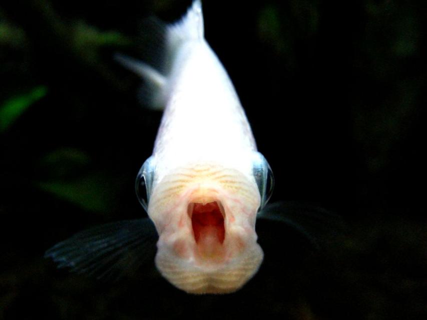 Rated #79: Freshwater Fish - Helostoma Temmincki - Kissing Gourami Stocking In 150 Gallons Tank - Kissing Gourami Rated #79: Freshwater Fish - Helostoma Temmincki - Kissing Gourami Stocking In 150 Gallons Tank - Kissing Gourami