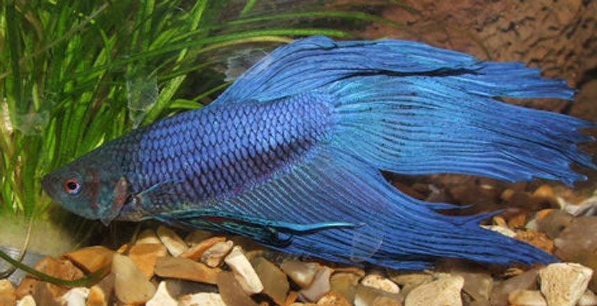 Rated #47: Freshwater Fish - Betta Splendens - Betta - Male Stocking In 15 Gallons Tank - My Siamese fighter, Pirate Rated #47: Freshwater Fish - Betta Splendens - Betta - Male Stocking In 15 Gallons Tank - My Siamese fighter, Pirate