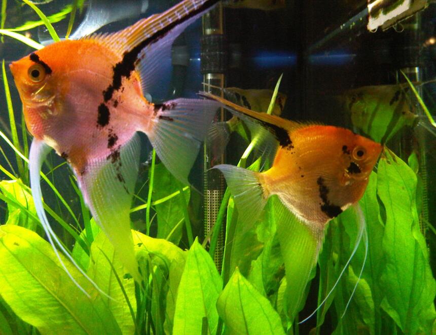 Rated #11: Freshwater Fish - Pterophyllum Sp. - Koi Angel Stocking In 55 Gallons Tank - How long does it take to get a decent picture, those fish just won Rated #11: Freshwater Fish - Pterophyllum Sp. - Koi Angel Stocking In 55 Gallons Tank - How long does it take to get a decent picture, those fish just won't pose for the camera.