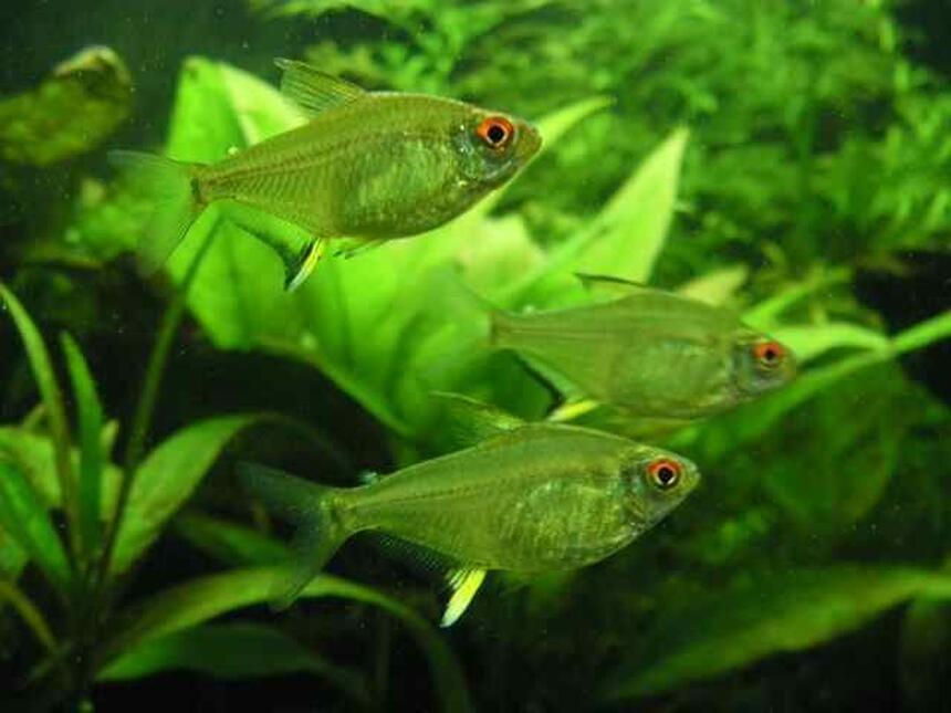 Rated #31: Freshwater Fish - Hyphessobrycon Pulchripinnis - Lemon Tetra Stocking In 26 Gallons Tank - 3 lemon tetras Rated #31: Freshwater Fish - Hyphessobrycon Pulchripinnis - Lemon Tetra Stocking In 26 Gallons Tank - 3 lemon tetras