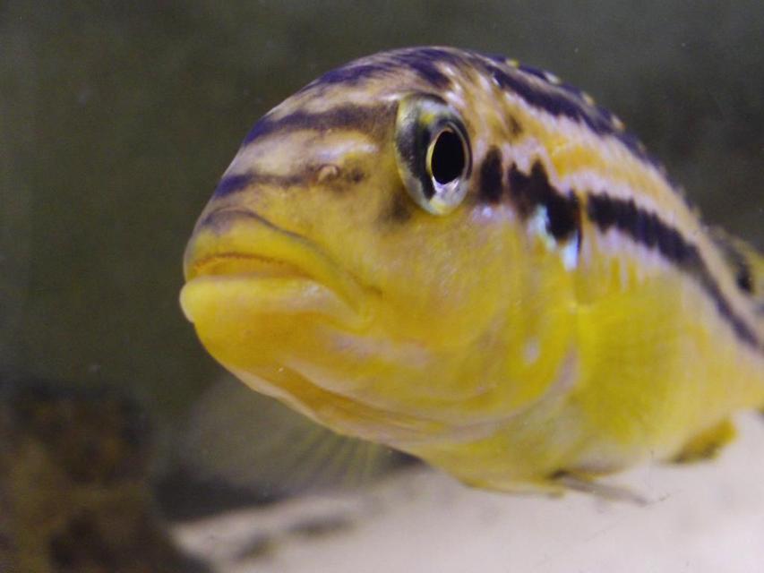 Rated #71: Freshwater Fish - Melanochromis Auratus - Auratus Cichlid Stocking In 55 Gallons Tank - Golden Cichlid
Melanochromis Auratas female Rated #71: Freshwater Fish - Melanochromis Auratus - Auratus Cichlid Stocking In 55 Gallons Tank - Golden Cichlid
Melanochromis Auratas female