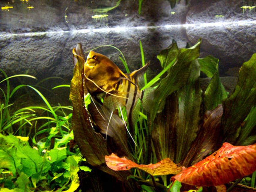 Rated #39: Freshwater Fish - Pterophyllum Sp. - Silver Zebra Angel Stocking In 40 Gallons Tank - Scalari in deposizione Rated #39: Freshwater Fish - Pterophyllum Sp. - Silver Zebra Angel Stocking In 40 Gallons Tank - Scalari in deposizione