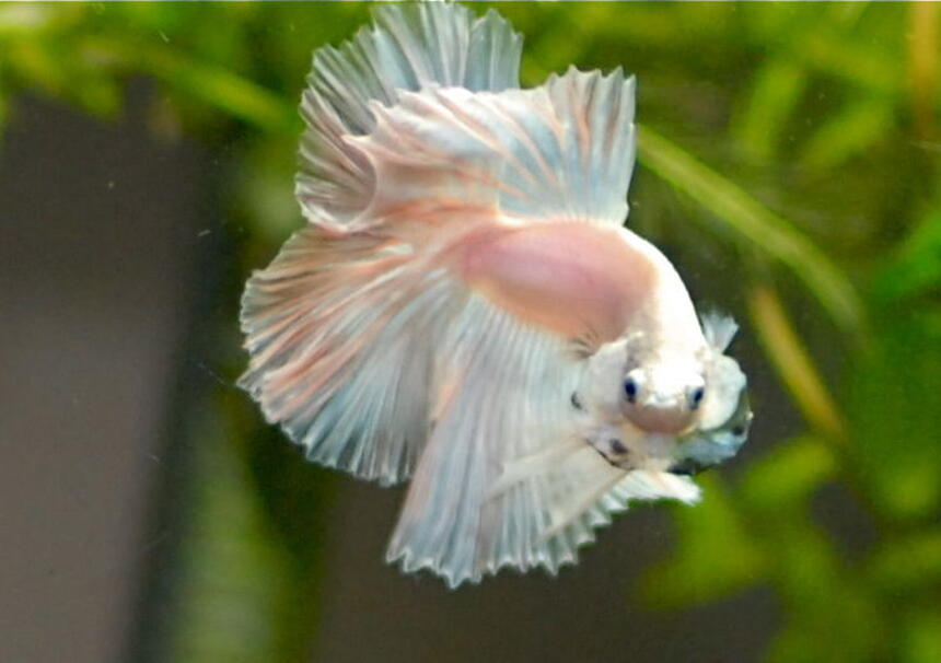 Rated #8: Freshwater Fish - Betta Splendens - Halfmoon Betta Stocking In 50 Gallons Tank - opaque halfmoon betta
Mr. Dzi Rated #8: Freshwater Fish - Betta Splendens - Halfmoon Betta Stocking In 50 Gallons Tank - opaque halfmoon betta
Mr. Dzi