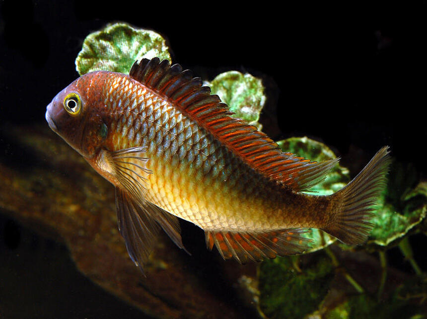 Rated #3: Freshwater Fish - Tropheus Moorii - Blunthead Cichlid Stocking In 125 Gallons Tank - Tropheus Rated #3: Freshwater Fish - Tropheus Moorii - Blunthead Cichlid Stocking In 125 Gallons Tank - Tropheus