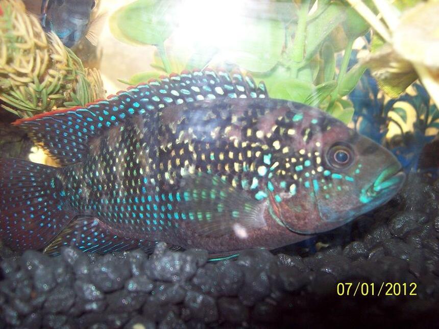 Rated #21: Freshwater Fish - Nandopsis Octofasciatum - Jack Dempsey Stocking In 55 Gallons Tank - Male Jack Dempsey Rated #21: Freshwater Fish - Nandopsis Octofasciatum - Jack Dempsey Stocking In 55 Gallons Tank - Male Jack Dempsey