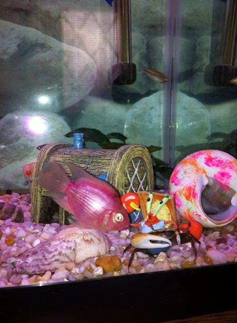 Rated #103: Freshwater Fish - Hoplarchus Psittacus - Parrot Cichlid Stocking In 25 Gallons Tank - Bubble gum parrot and crab Rated #103: Freshwater Fish - Hoplarchus Psittacus - Parrot Cichlid Stocking In 25 Gallons Tank - Bubble gum parrot and crab