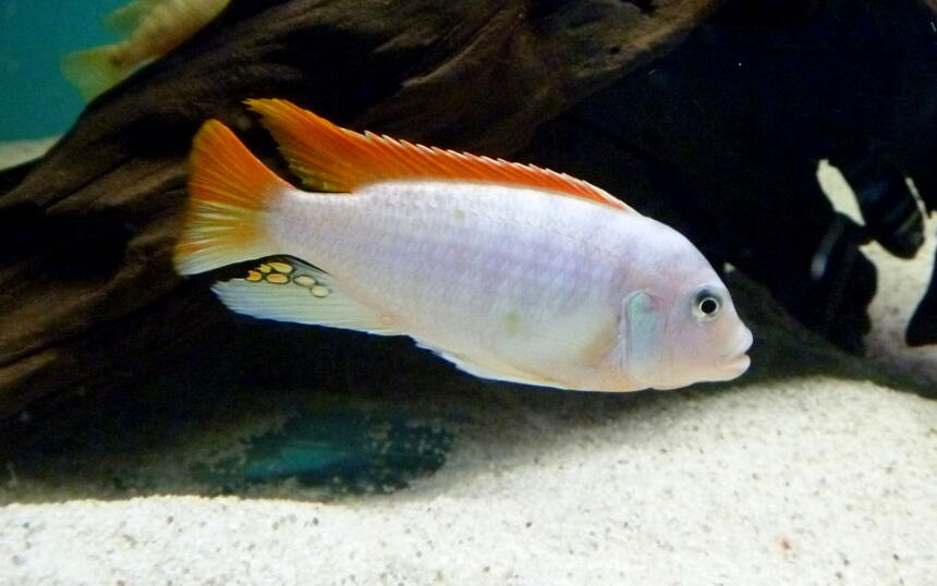 Rated #3: Freshwater Fish - Metriaclima Greshakei - Ice Blue Red Top Zebra Stocking In 135 Gallons Tank - Metriaclima Greshakei or Red Top Ice Blue Zebra Rated #3: Freshwater Fish - Metriaclima Greshakei - Ice Blue Red Top Zebra Stocking In 135 Gallons Tank - Metriaclima Greshakei or Red Top Ice Blue Zebra