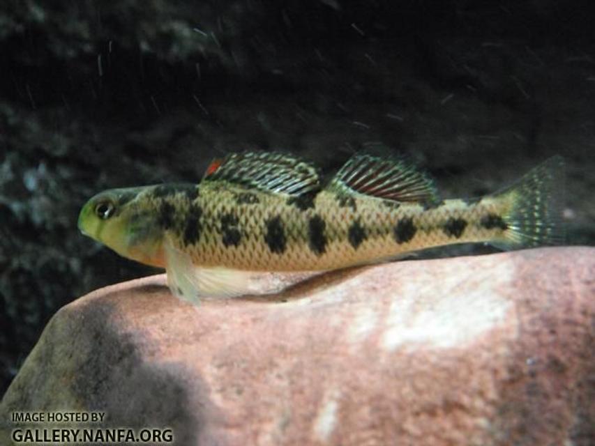 Rated #23: Freshwater Fish - Percina Pantherina - Leopard Darter Stocking In 125 Gallons Tank - Kentucky Darter Rated #23: Freshwater Fish - Percina Pantherina - Leopard Darter Stocking In 125 Gallons Tank - Kentucky Darter