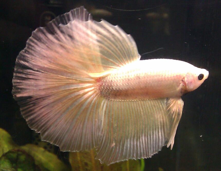 Rated #19: Freshwater Fish - Betta Splendens - Betta Stocking In 55 Gallons Tank - Wassily, my pretty pearlescent Delta Tail Betta. Rated #19: Freshwater Fish - Betta Splendens - Betta Stocking In 55 Gallons Tank - Wassily, my pretty pearlescent Delta Tail Betta.