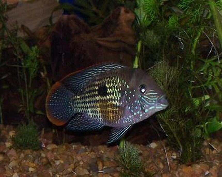 Rated #5: Freshwater Fish - Aequidens Rivulatus - Green Terror Stocking In 150 Gallons Tank - green terror Rated #5: Freshwater Fish - Aequidens Rivulatus - Green Terror Stocking In 150 Gallons Tank - green terror
