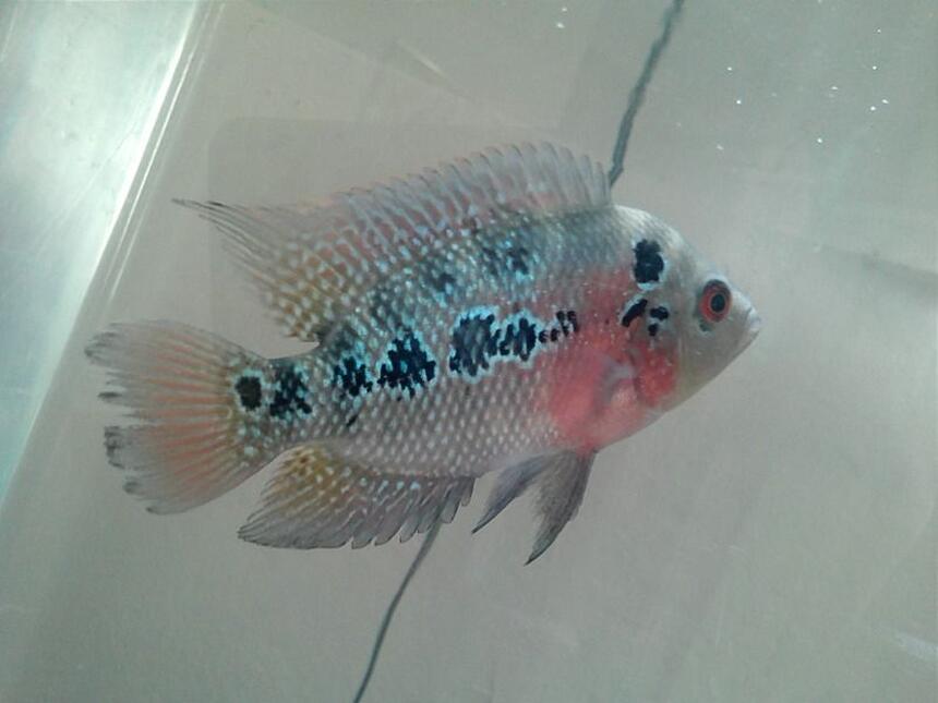 Rated #30: Freshwater Fish - Cichlasoma Sp. - Flower Horn Cichlid Stocking In 125 Gallons Tank - my flowerhorn anybody know what kind it is? Rated #30: Freshwater Fish - Cichlasoma Sp. - Flower Horn Cichlid Stocking In 125 Gallons Tank - my flowerhorn anybody know what kind it is?