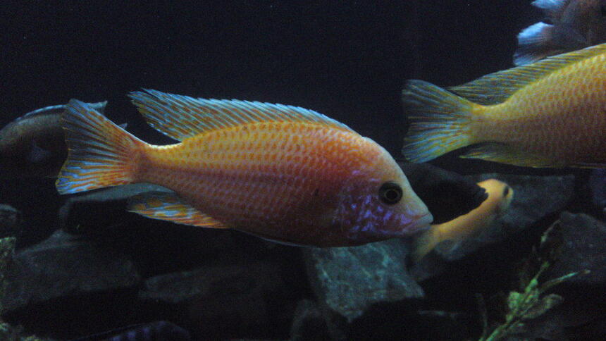 Rated #17: Freshwater Fish - Aulonocara Sp. - Dragon Blood Peacock Stocking In 84 Gallons Tank - my auloncara firefish ice Rated #17: Freshwater Fish - Aulonocara Sp. - Dragon Blood Peacock Stocking In 84 Gallons Tank - my auloncara firefish ice