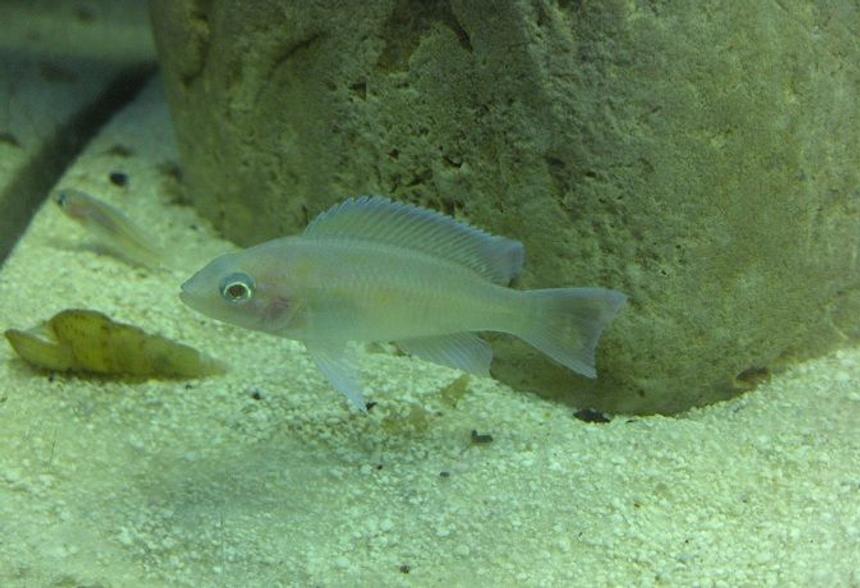 Rated #53: Freshwater Fish - Neolamprologus Brichardi - Brichardi Cichlid Stocking In 55 Gallons Tank - Juvenile Neolamprologus marunguensis (Kapampa) Rated #53: Freshwater Fish - Neolamprologus Brichardi - Brichardi Cichlid Stocking In 55 Gallons Tank - Juvenile Neolamprologus marunguensis (Kapampa)