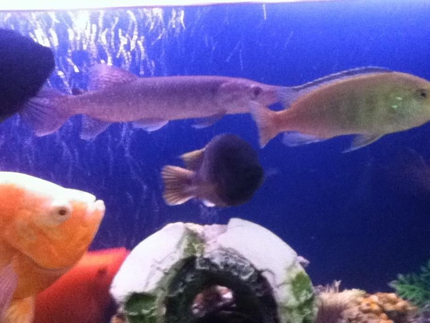 Rated #106: Freshwater Fish - Astronotus Ocellatus - Tiger Oscar, Albino Stocking In 50 Gallons Tank Rated #106: Freshwater Fish - Astronotus Ocellatus - Tiger Oscar, Albino Stocking In 50 Gallons Tank