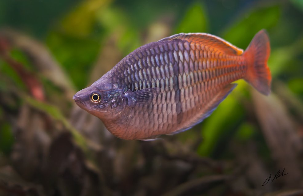 Rated #34: Freshwater Fish - Melanotaenia Boesemani - Boesemani Rainbow Stocking In 180 Gallons Tank - Bosami Rainbow Rated #34: Freshwater Fish - Melanotaenia Boesemani - Boesemani Rainbow Stocking In 180 Gallons Tank - Bosami Rainbow