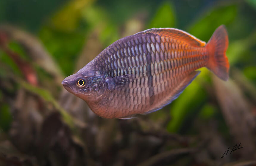 Rated #34: Freshwater Fish - Melanotaenia Boesemani - Boesemani Rainbow Stocking In 180 Gallons Tank - Bosami Rainbow Rated #34: Freshwater Fish - Melanotaenia Boesemani - Boesemani Rainbow Stocking In 180 Gallons Tank - Bosami Rainbow