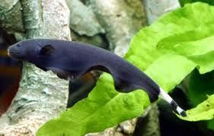 Rated #37: Freshwater Fish - Apteronotus Albifrons - Black Ghost Knifefish Stocking In 75 Gallons Tank Rated #37: Freshwater Fish - Apteronotus Albifrons - Black Ghost Knifefish Stocking In 75 Gallons Tank