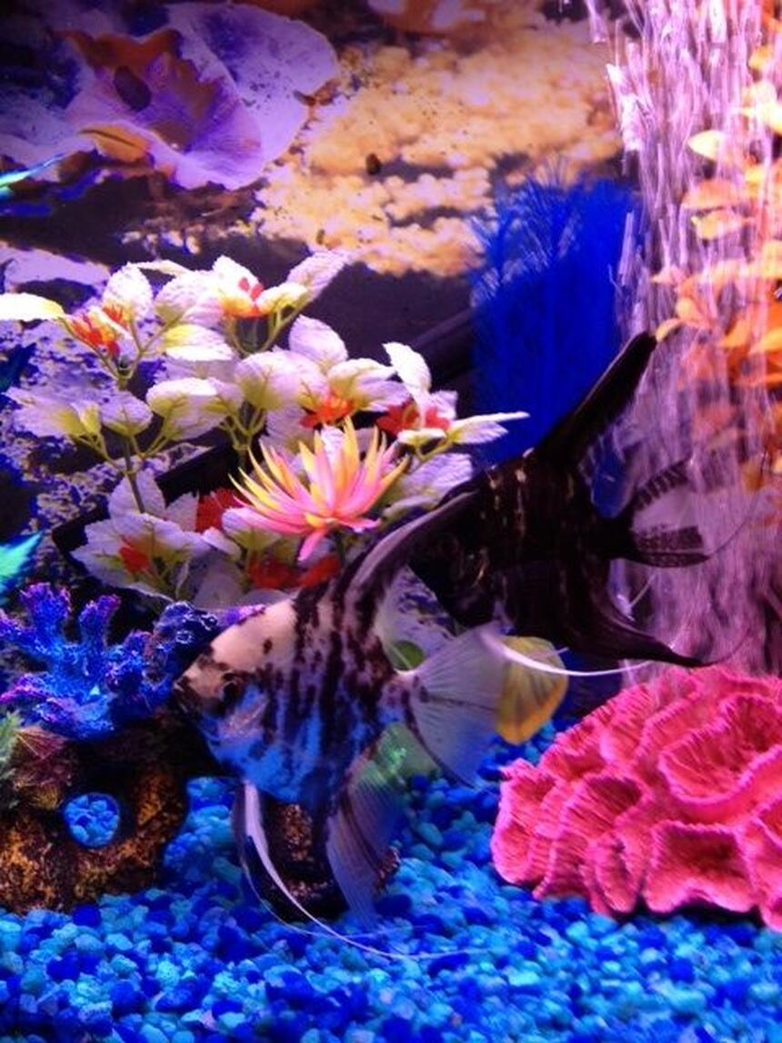 Rated #55: Freshwater Fish - Pterophyllum Sp. - Black Angel Stocking In 16 Gallons Tank - Mulder and Scully Rated #55: Freshwater Fish - Pterophyllum Sp. - Black Angel Stocking In 16 Gallons Tank - Mulder and Scully