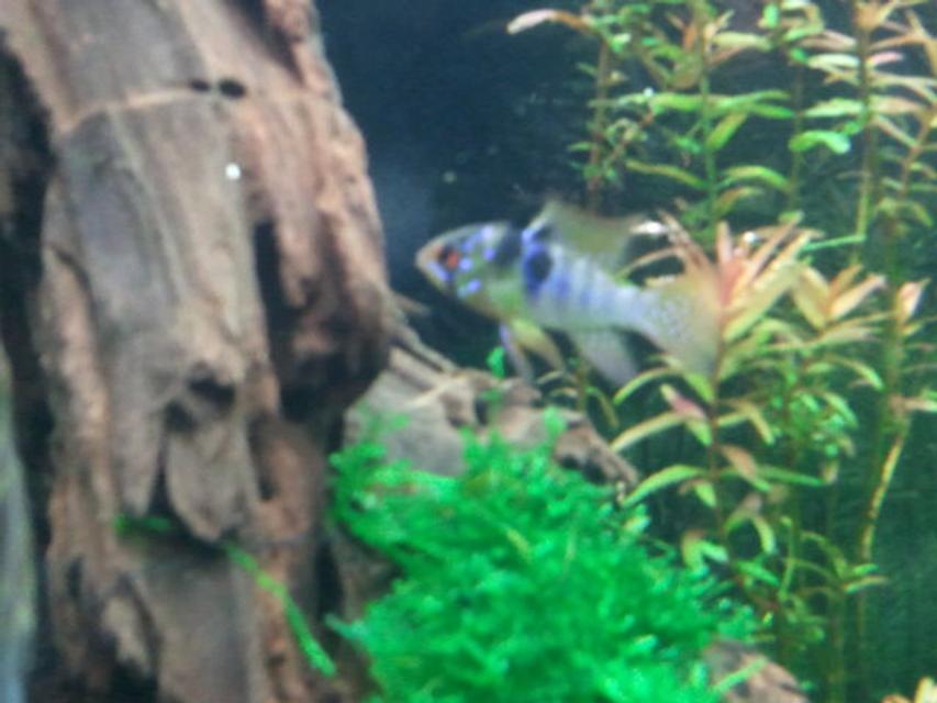 Rated #83: Freshwater Fish - Papiliochromis Ramirezi - German Blue Ram Stocking In 29 Gallons Tank - my gbr male Rated #83: Freshwater Fish - Papiliochromis Ramirezi - German Blue Ram Stocking In 29 Gallons Tank - my gbr male
