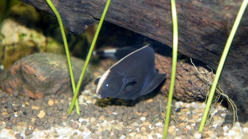 Rated #8: Freshwater Fish - Apteronotus Albifrons - Black Ghost Knifefish Stocking In 60 Gallons Tank - This is one of our Ghost Fish, in
their newly planted tank. Rated #8: Freshwater Fish - Apteronotus Albifrons - Black Ghost Knifefish Stocking In 60 Gallons Tank - This is one of our Ghost Fish, in
their newly planted tank.