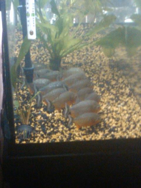 Rated #78: Freshwater Fish - Pygocentrus Nattereri - Redbellied Pirhana Stocking In 125 Gallons Tank - My, 14 hybridpiranhas. I, have better video Rated #78: Freshwater Fish - Pygocentrus Nattereri - Redbellied Pirhana Stocking In 125 Gallons Tank - My, 14 hybridpiranhas. I, have better video's and picture's if you want to see better up close veiws and shots.. You tube hybridpiranhas and im everywhere check me out and enjoy.