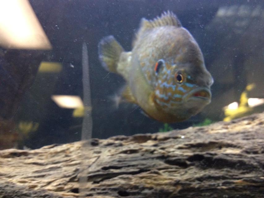 Rated #39: Freshwater Fish - Lepomis Gibbosus - Pumpkinseed Stocking In 150 Gallons Tank - Here is a picture of my pumpkinseed who is pleasantly plump! Rated #39: Freshwater Fish - Lepomis Gibbosus - Pumpkinseed Stocking In 150 Gallons Tank - Here is a picture of my pumpkinseed who is pleasantly plump!