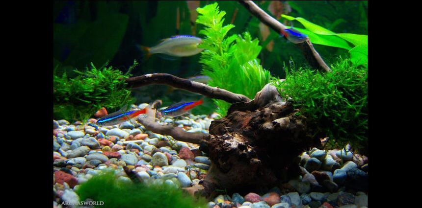 Rated #66: Freshwater Fish - Paracheirodon Innesi - Neon Tetra Jumbo Stocking In 7 Gallons Tank - My Neon Tetras Rated #66: Freshwater Fish - Paracheirodon Innesi - Neon Tetra Jumbo Stocking In 7 Gallons Tank - My Neon Tetras