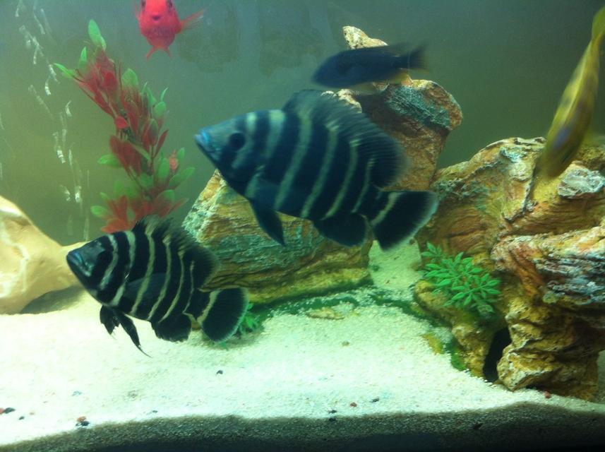 Rated #80: Freshwater Fish - Tilapia Butterkofferi - Buttikoferi Cichlid Stocking In 40 Gallons Tank - My tilapia cichlids Rated #80: Freshwater Fish - Tilapia Butterkofferi - Buttikoferi Cichlid Stocking In 40 Gallons Tank - My tilapia cichlids