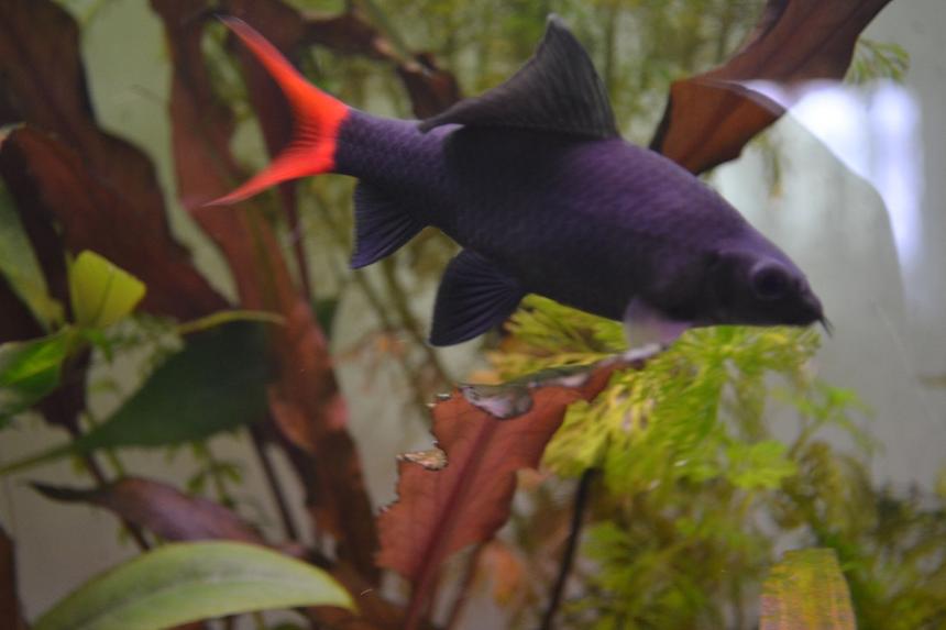 Rated #49: Freshwater Fish - Epalzeorhynchos Bicolor - Redtail Shark Stocking In 120 Gallons Tank - Red-tailed black shark (Epalzeorhynchos bicolor), also known as the redtail shark and Labeo bicolor Rated #49: Freshwater Fish - Epalzeorhynchos Bicolor - Redtail Shark Stocking In 120 Gallons Tank - Red-tailed black shark (Epalzeorhynchos bicolor), also known as the redtail shark and Labeo bicolor
