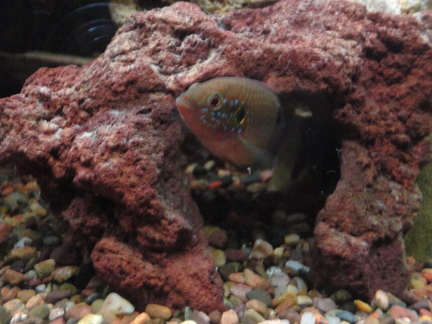 Rated #85: Freshwater Fish - Hemichromis Bimaculatus - Jewel Cichlid Stocking In 90 Gallons Tank - Jewel fish. Rated #85: Freshwater Fish - Hemichromis Bimaculatus - Jewel Cichlid Stocking In 90 Gallons Tank - Jewel fish.