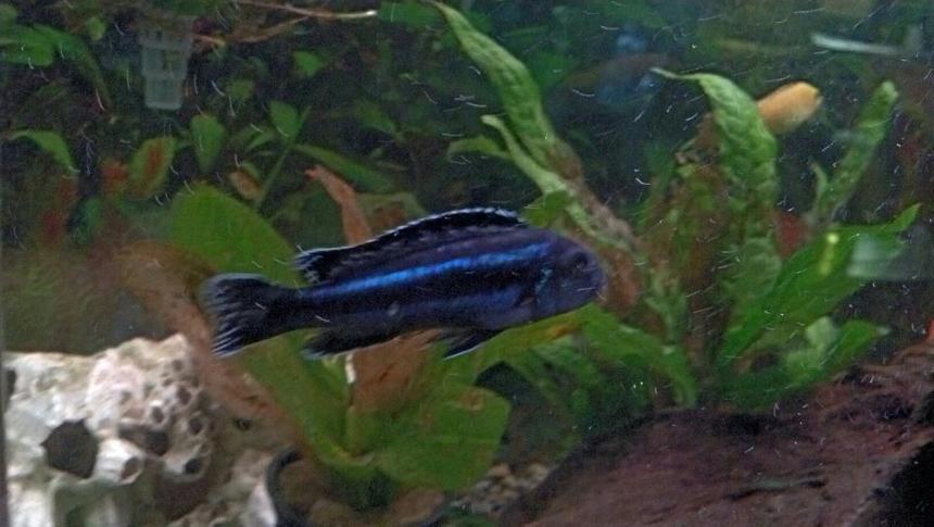Rated #60: Freshwater Fish - Melanochromis Johannii - Johanni Cichlid Stocking In 55 Gallons Tank - electric blue johanni Rated #60: Freshwater Fish - Melanochromis Johannii - Johanni Cichlid Stocking In 55 Gallons Tank - electric blue johanni