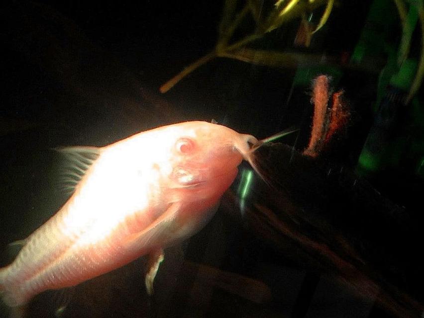 Rated #104: Freshwater Fish - Corydoras Aeneus - Albino Aeneus Cory Cat Stocking In 20 Gallons Tank - Albino Cory Rated #104: Freshwater Fish - Corydoras Aeneus - Albino Aeneus Cory Cat Stocking In 20 Gallons Tank - Albino Cory