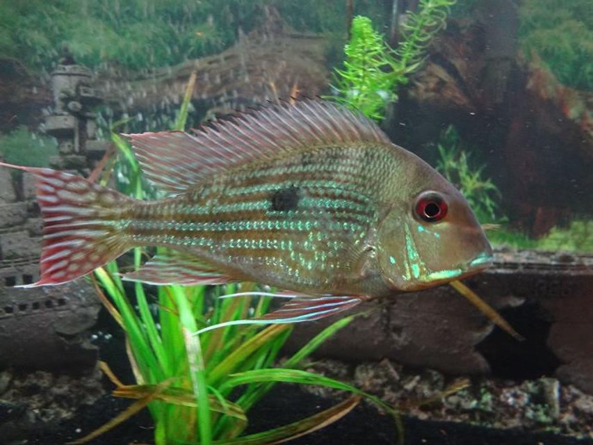 Rated #50: Freshwater Fish - Satanoperca Jurupari - Eartheater Stocking In 75 Gallons Tank - geophagus albios
eartheater Rated #50: Freshwater Fish - Satanoperca Jurupari - Eartheater Stocking In 75 Gallons Tank - geophagus albios
eartheater