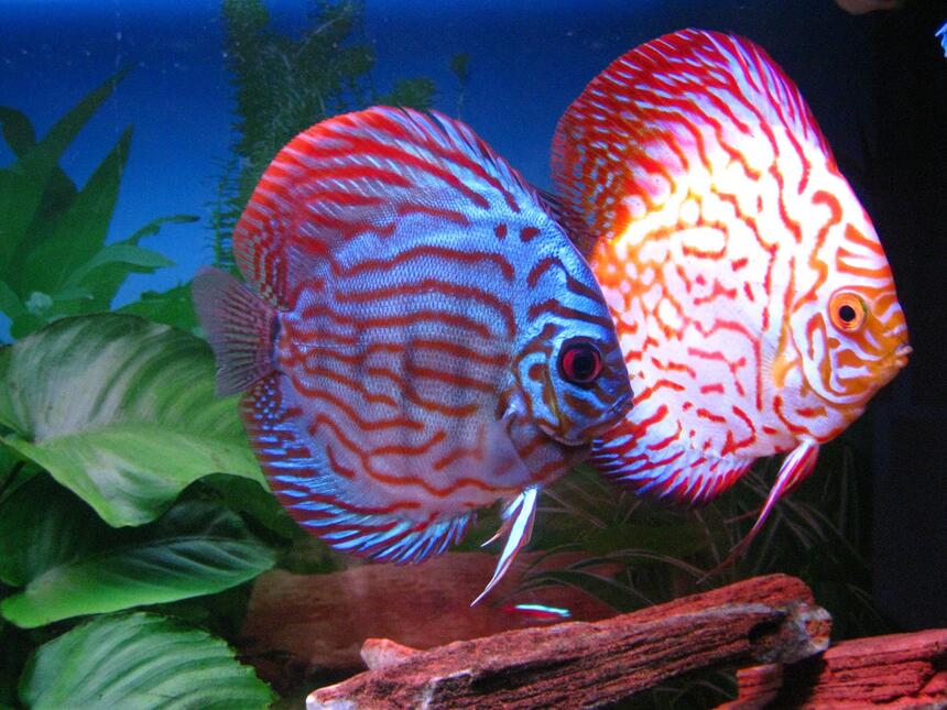 Rated #28: Freshwater Fish - Symphysodon Sp. - Snakeskin Discus Stocking In 60 Gallons Tank - My Discus Rated #28: Freshwater Fish - Symphysodon Sp. - Snakeskin Discus Stocking In 60 Gallons Tank - My Discus