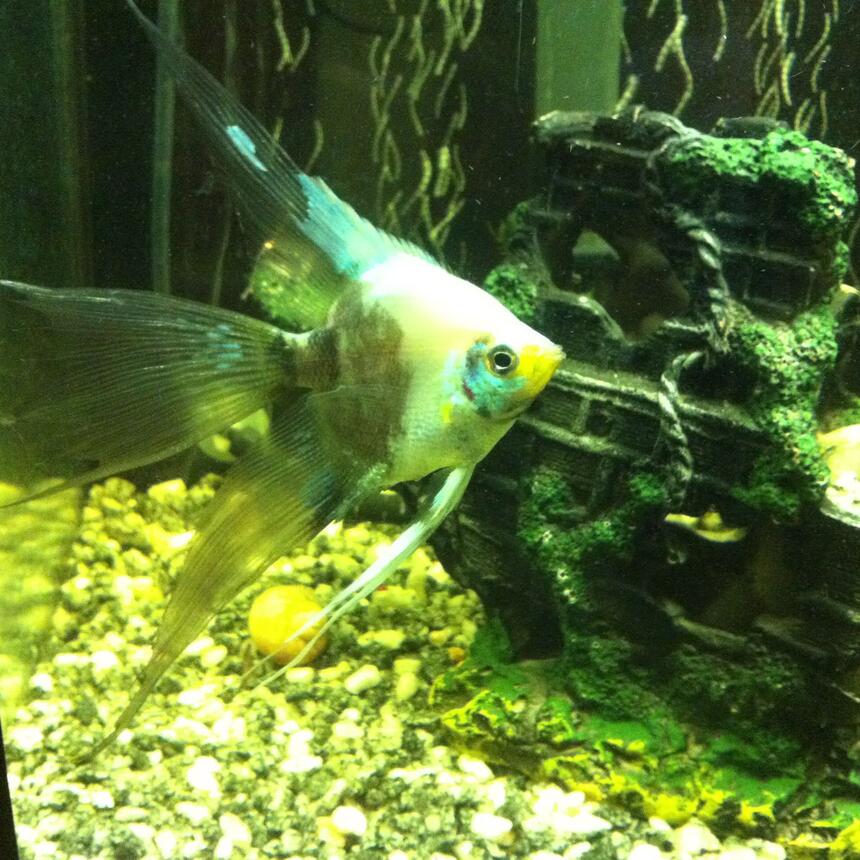Rated #86: Freshwater Fish - Pterophyllum Scalare - Veil Angel Stocking In 38 Gallons Tank - Paraiba before switch to tahitian moon sand. Rated #86: Freshwater Fish - Pterophyllum Scalare - Veil Angel Stocking In 38 Gallons Tank - Paraiba before switch to tahitian moon sand.