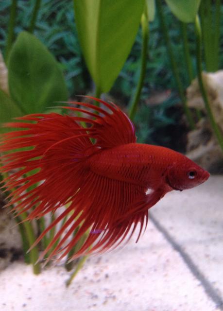 Rated #33: Freshwater Fish - Betta Splendens - Crown Tail Betta Stocking In 6 Gallons Tank - My Red CrownTail Male Betta Fish Rated #33: Freshwater Fish - Betta Splendens - Crown Tail Betta Stocking In 6 Gallons Tank - My Red CrownTail Male Betta Fish
